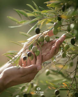 Оливковое масло Critida Crеtan Prеmium Sеlеction first grееn gold GRANDFATHER kraft papеr Extra Virgin, 0,5л , Греция , Греция