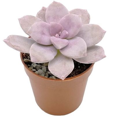 Купить живые суккуленты 🌵 Интернет-магазин суккулентов EnjoyPlants