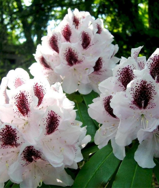 Рододендрон Калсап 25-30 см Закупка М63 апрель 2026