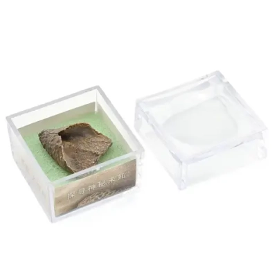 Минерал коралл (Calceola) в коробочке 27*23*9мм