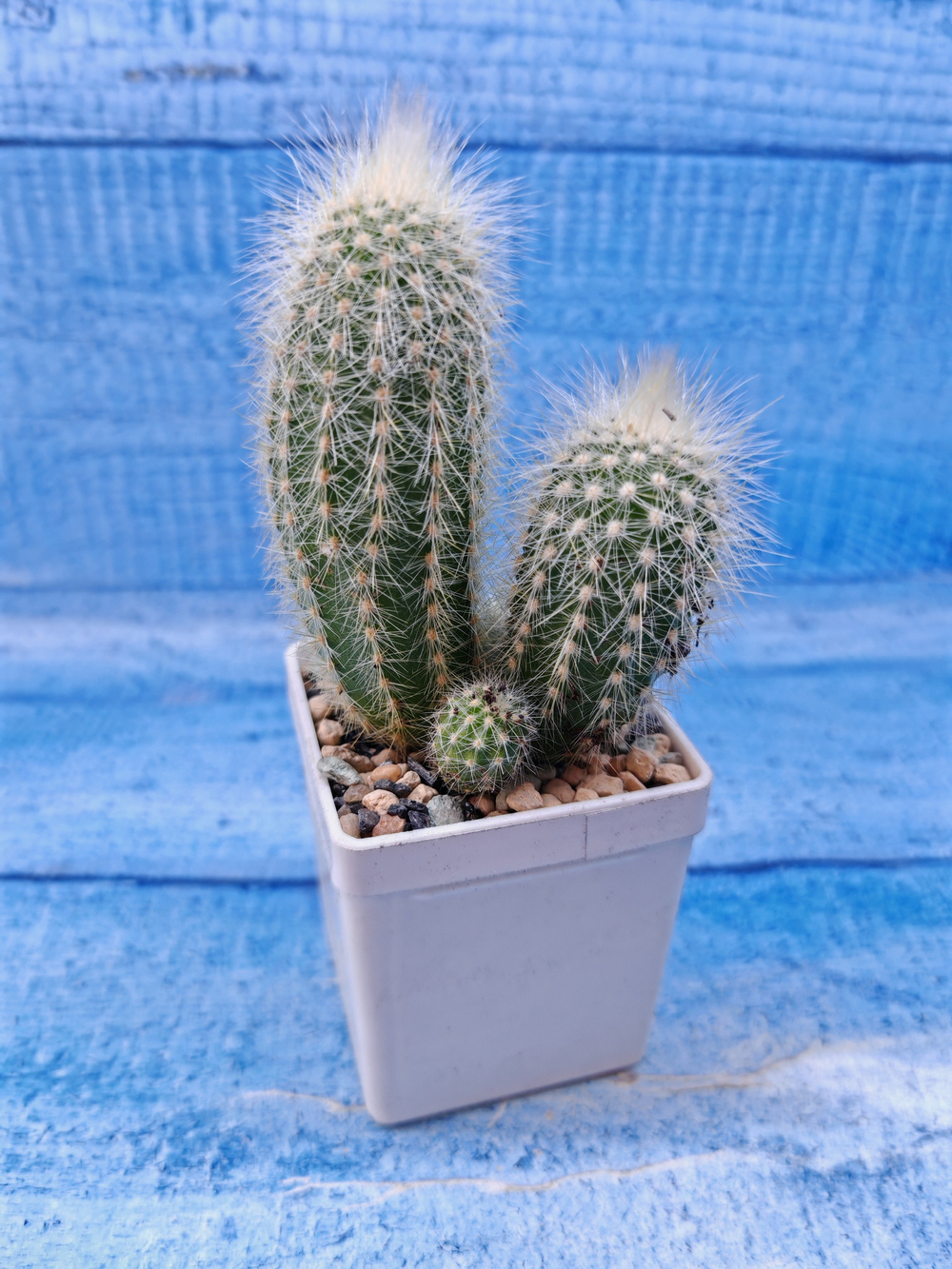 Cleistocactus Strausii (Клейстокактус)