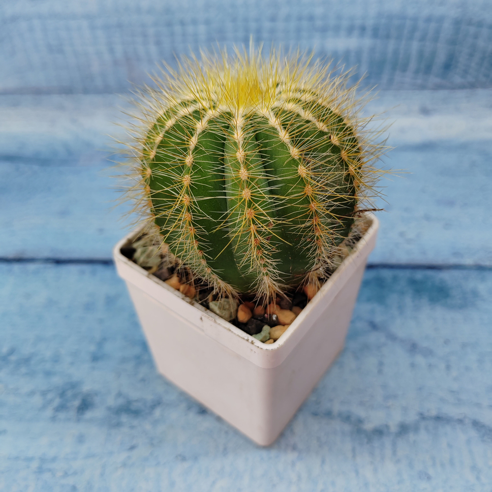Notocactus Magnificus (Нотокактус)