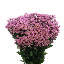 Madiba Tanga Pink (NL)