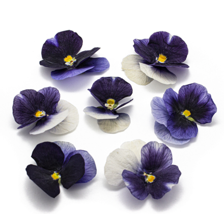 Виола обезвоженная Magic blue - объёмный цветок, 5 шт