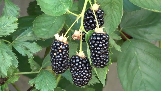 Ежевика Натчез Закупка М71 июнь 2026