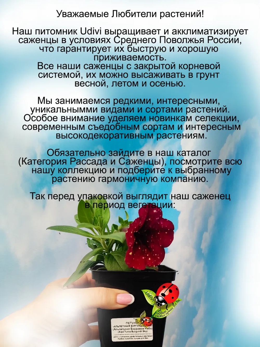 Петуния Бургунди Скай звездная