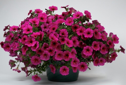 ЕВРО Петуния Петхоа Beautical Purple Down укорененный черенок ОКС март Koh