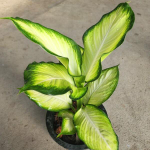 Диффенбахия SANG CHANDRA