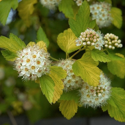 Пузыреплодник калинолистный Лютеус (горшок 3л)