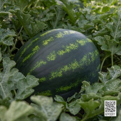 Лузитана F1 семена арбуза (Rijk Zwaan / Райк Цваан)