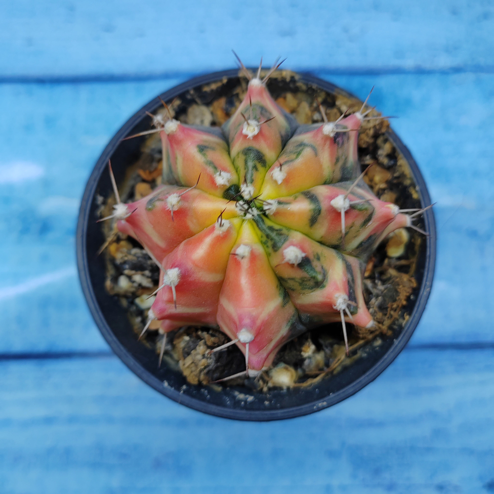 Gymnocalycium Variegata (Гимнокалициум Вариегатный)