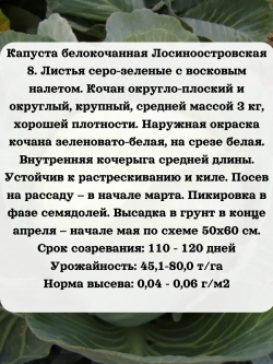 Семена капуста белокочанная Лосиноостровская 8 - 5 гр.