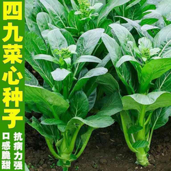 Гонконг Чой Сум - Китайская Спаржевая Капустка - Early Green Choy Sum Hong Kong