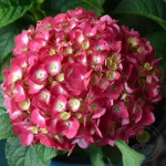 Endless Summer Love Red / «Бесконечное лето» Р7