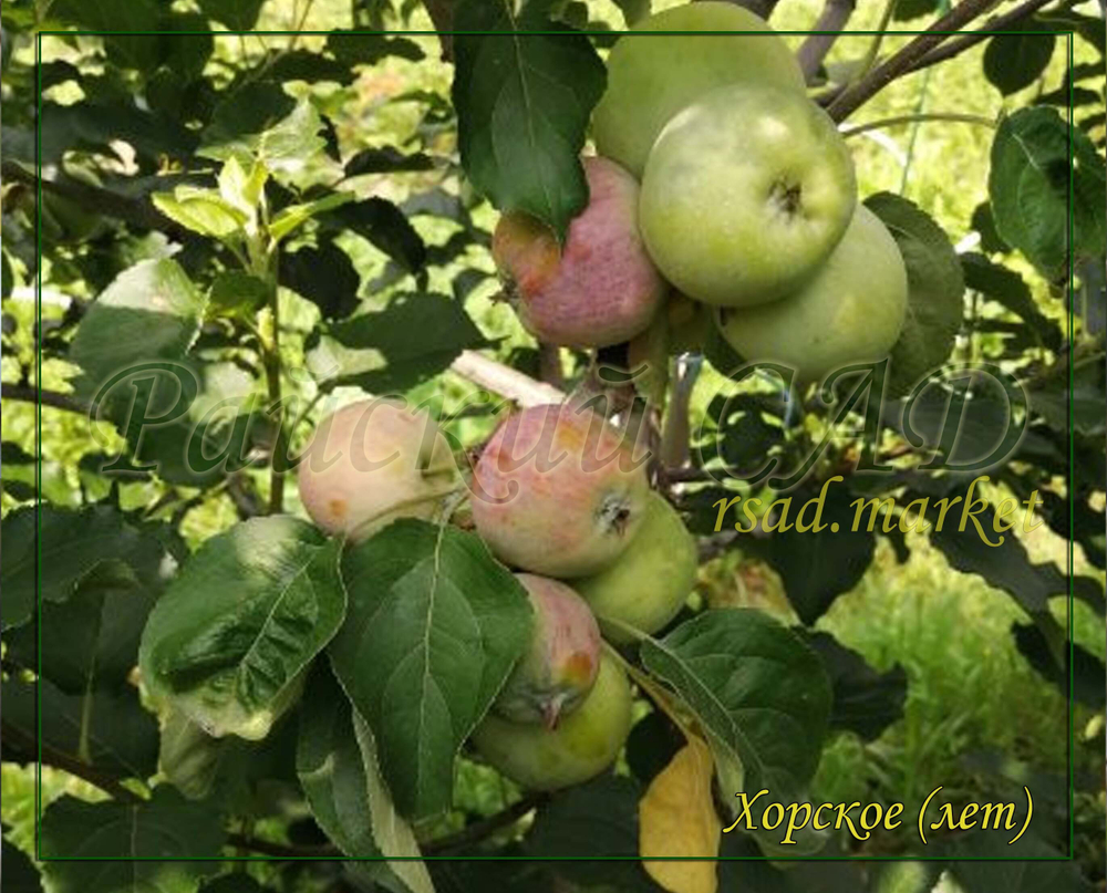 Яблоня Хорское