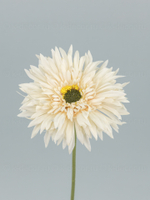 Гербера одиночная