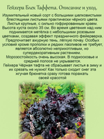 Гейхера Чёрная Тафта Блек Таффета многолетняя