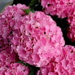 Серфинг сафари Сисайд Пинк (Safari Seaside Pink) р14 Европа весна 2026 г