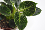 Филодендрон Биркин / Philodendron Birkin