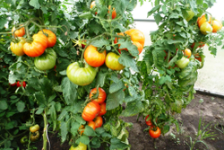 Помидоры Mortgage Lifter Yellow