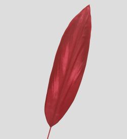 TR 573 Лист кордилины