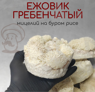 Ежовик гребенчатый зерномицелий