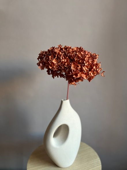 Гортензия стабилизированная терракотовая