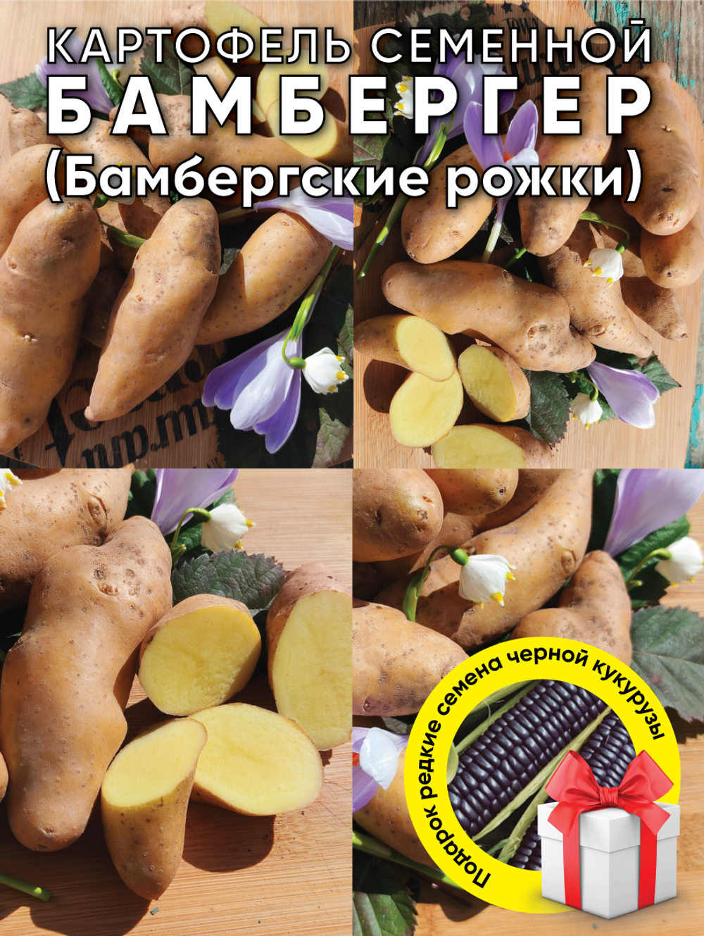 Бамбергер картофель, комплект из 10 клубней