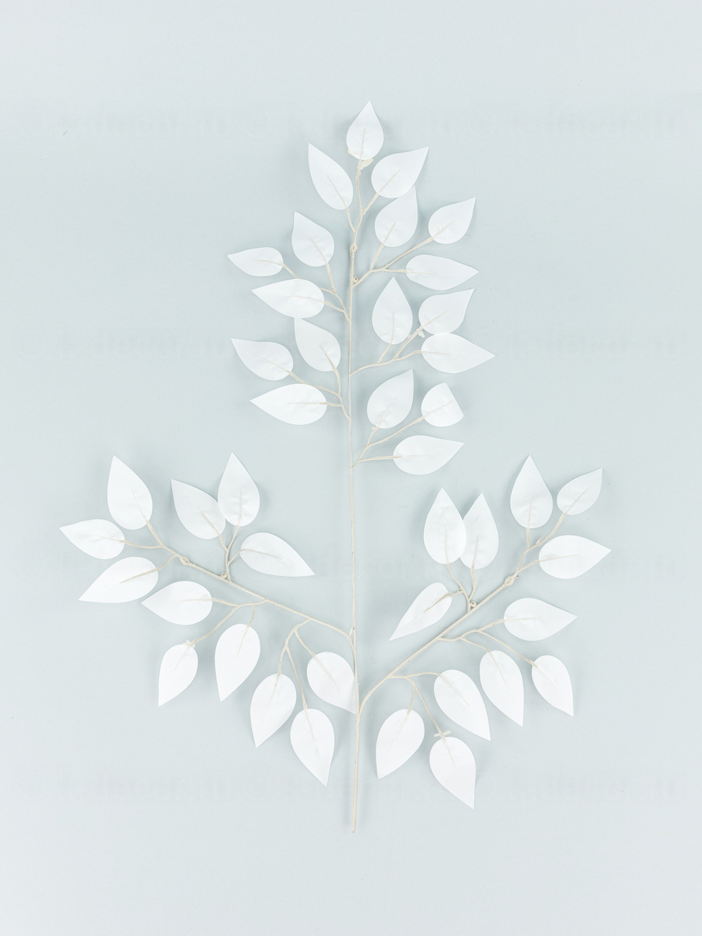 Ветка дерева Фикус белая (связка 12 веток)