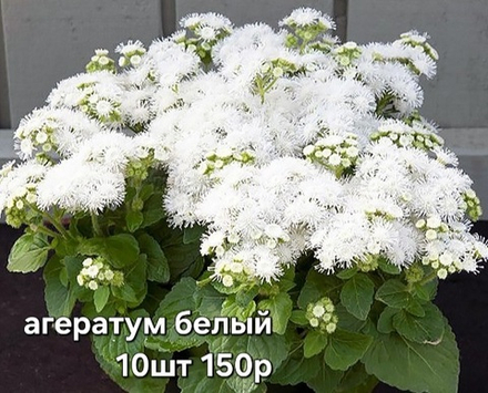 АГЕРАТУМ БЕЛЫЙ НАБОР 10ШТ