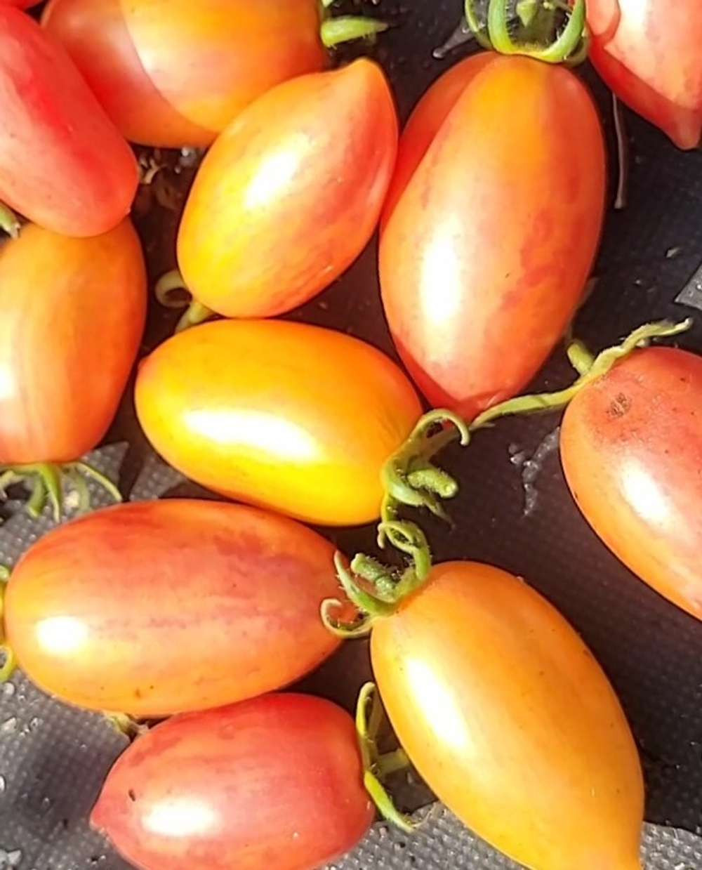 Сладкая карамелька желтая