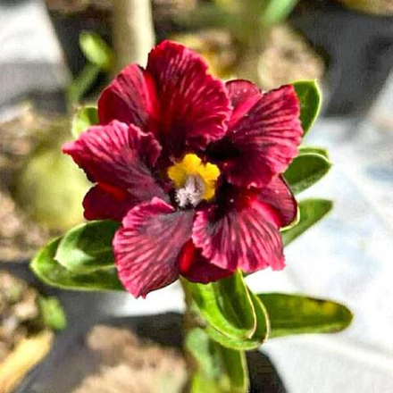 Адениум BEETROOT