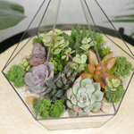 Готовый флорариум с суккулентами Алмаз Laaroom