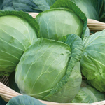 Агрессор F1 семена капусты белокочанной (Syngenta / Сингента)