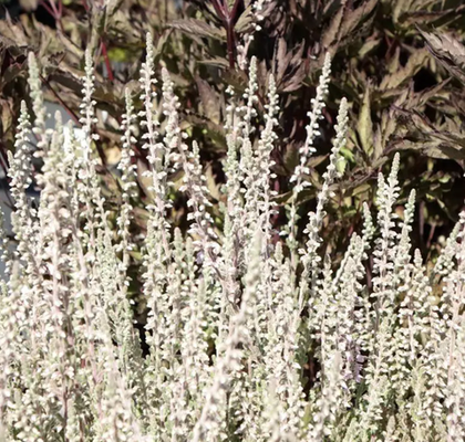 Вереск Сильвер Найт