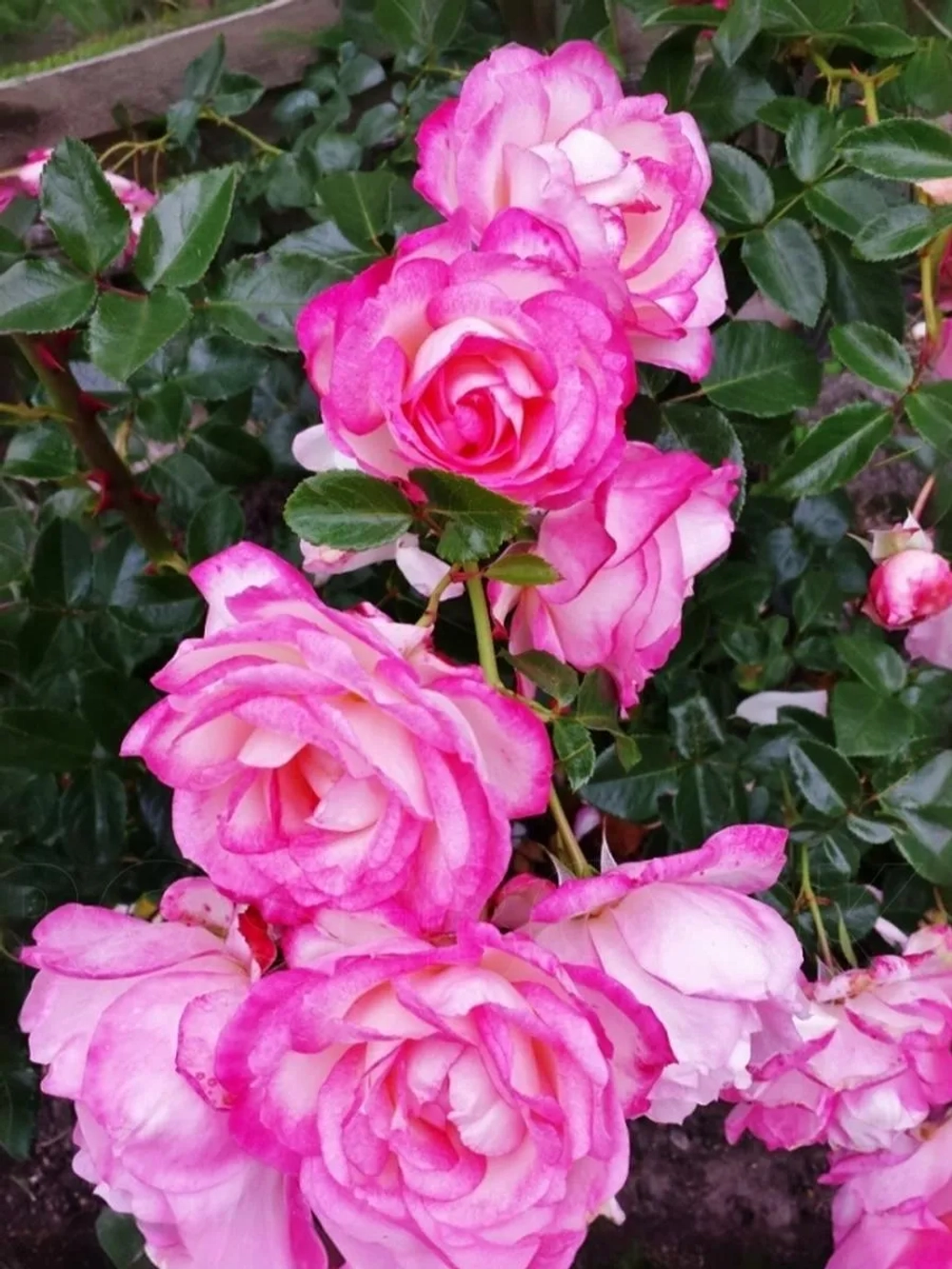 Роза плетистая Арлекин