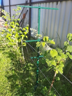 Шпалера садовая для малины и ежевики