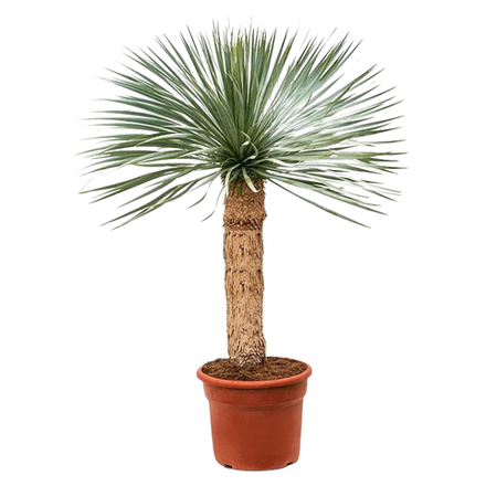 Юкка Рострата