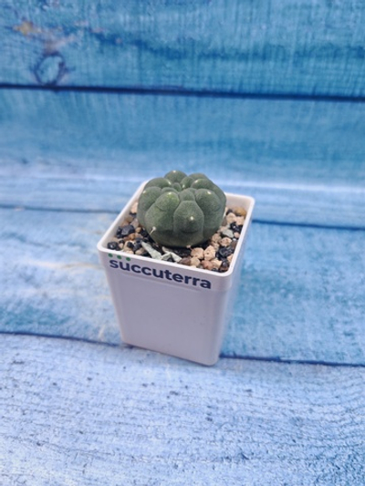 Matucana Madisoniorum (Матукана)