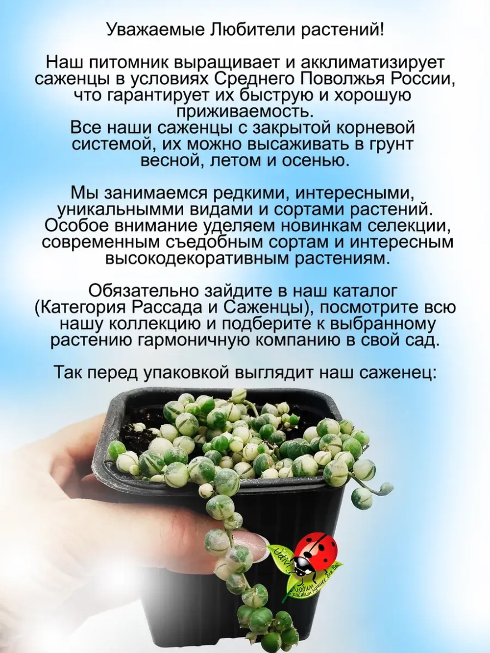 Крестовник Роули Вариегата