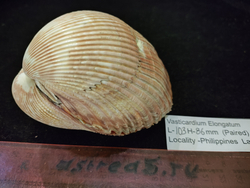 Кардиум Элонгатум "95-110мм" парный