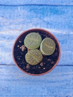 Lithops sp. (Литопсы)