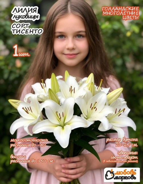Лилия Луковица, Тисенто, 1шт