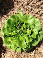 Аквино семена салата дуболистного (Rijk Zwaan / Райк Цваан)