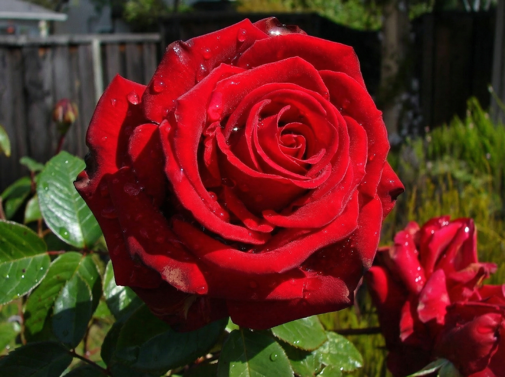 Роза «Эксплорер» (Explorer) чайно-гибридная