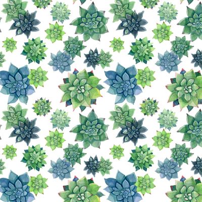 Суккуленты