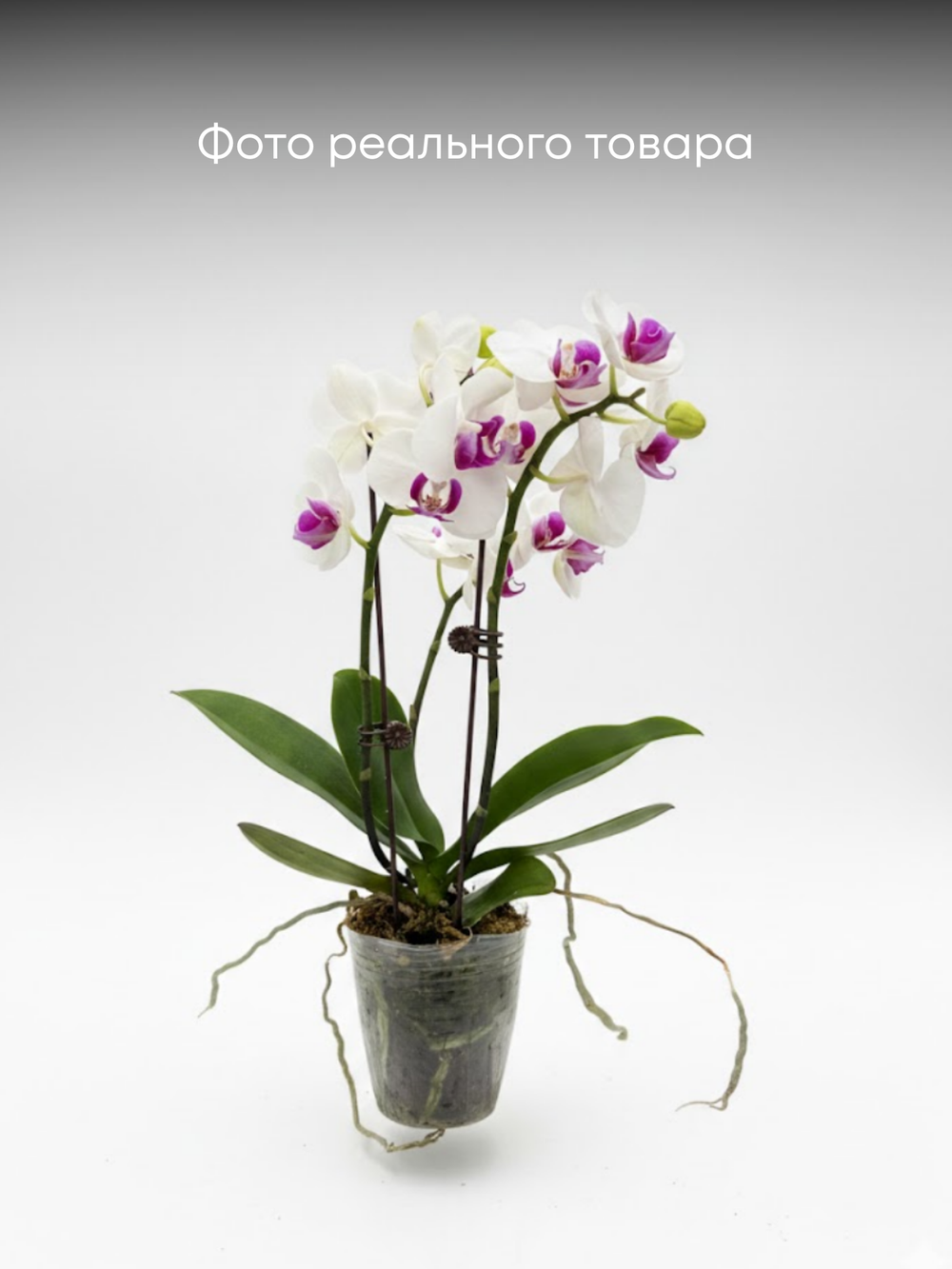 Фаленопсис белый д.9