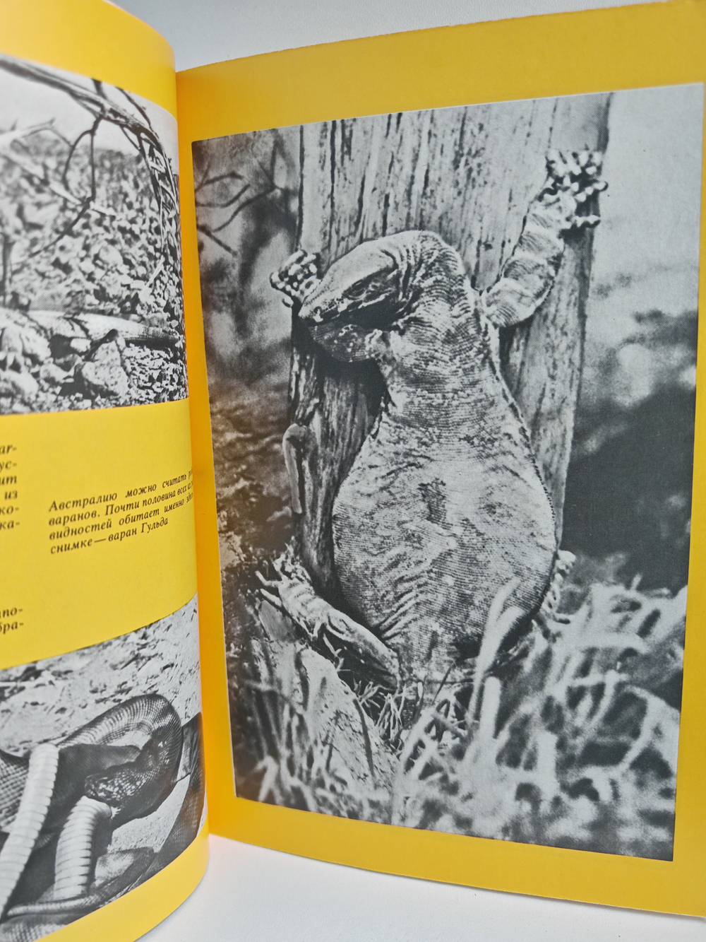 Австралийские этюды