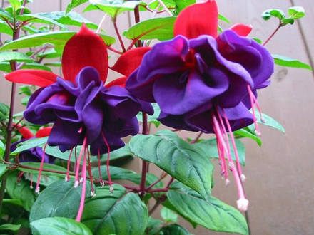 Фуксия Dollar Princess