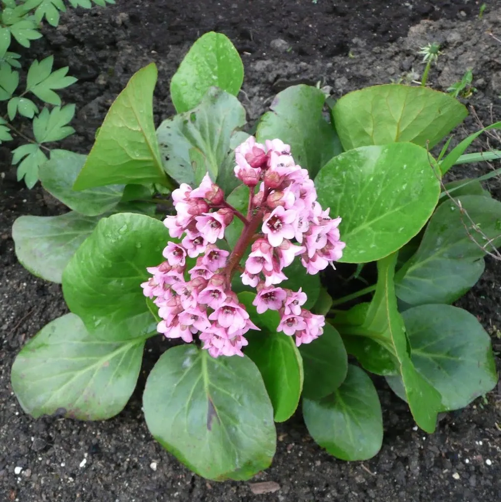 Бадан (лист)